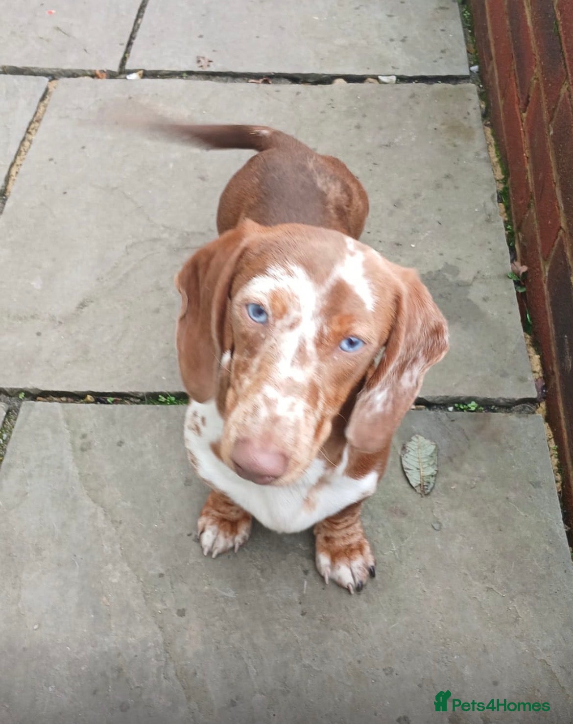Jackshund dogs ❤️ Bella’s beautiful little ❤️ - Advert 2