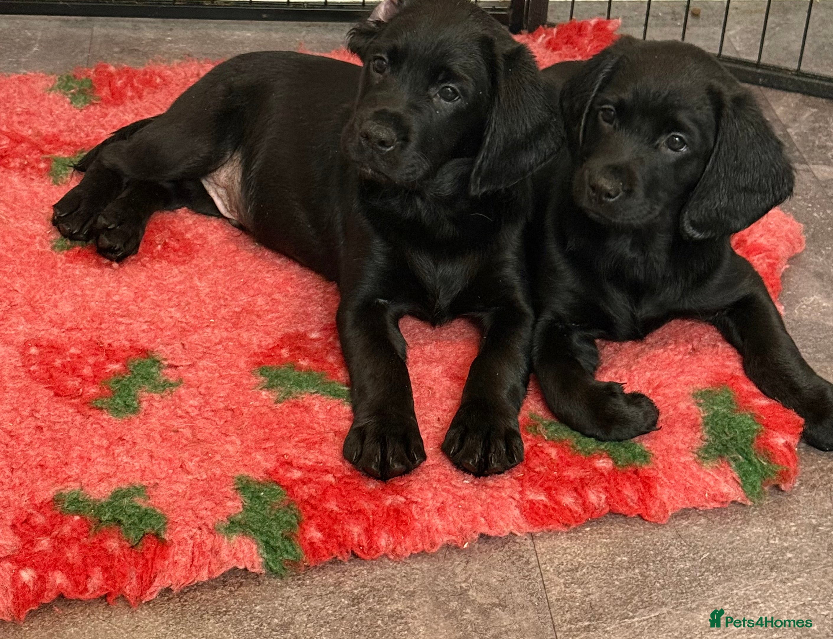 Mixed Breed dogs Sprockador puppies looking for their new homes!  - Advert 9