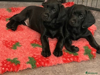 Mixed Breed dogs Sprockador puppies looking for their new homes! - Advert 3