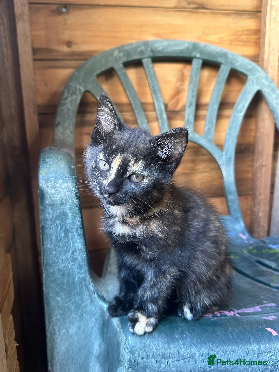 Mixed Breed cats for sale: 4 beautiful kittens 8 weeks old today! - Advert 2