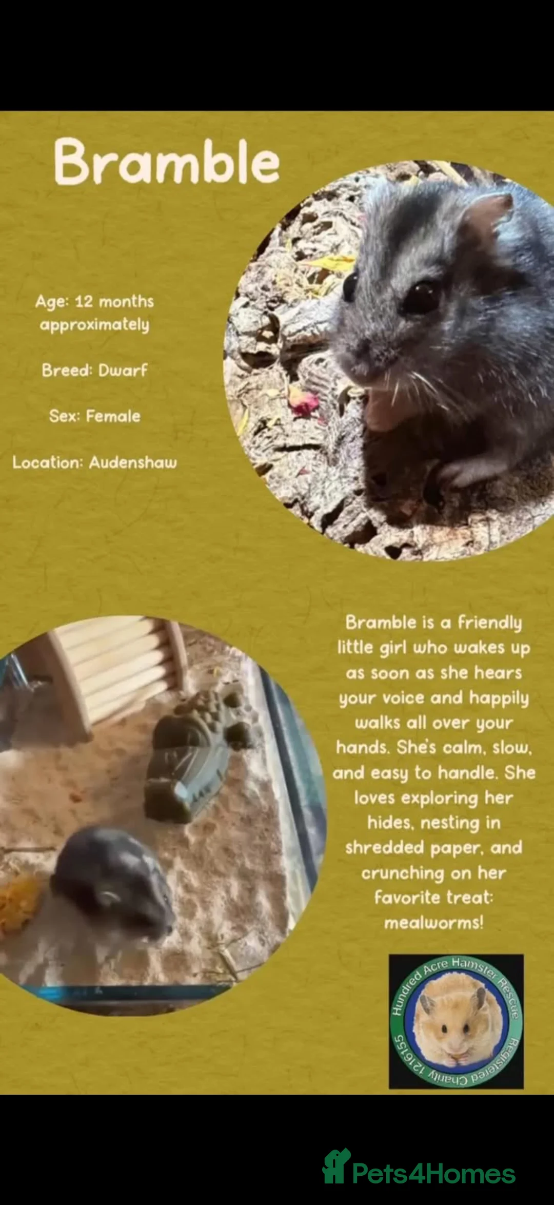 Hamster rodents for sale: Hamster  - Advert 2