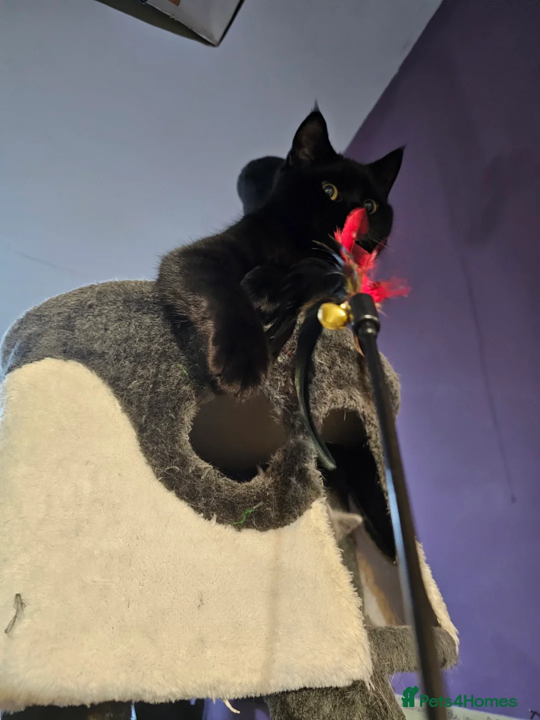 British Shorthair cats for sale: British shorthair cross DSH - Advert 8