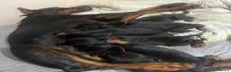 Dobermann dogs for sale: 5 Doberman puppies left  - Advert 18
