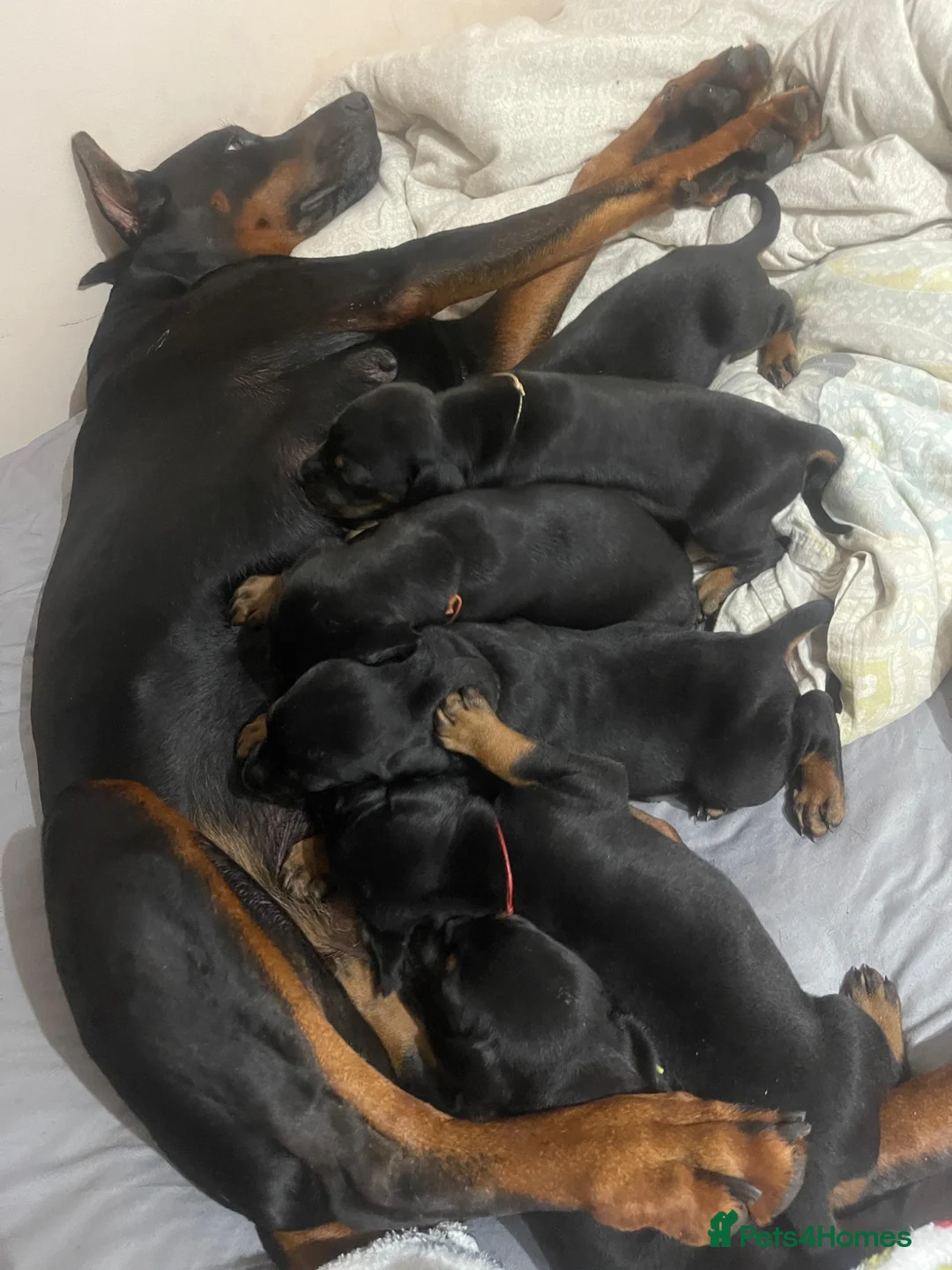 Dobermann dogs for sale: 5 Doberman puppies left  - Advert 18