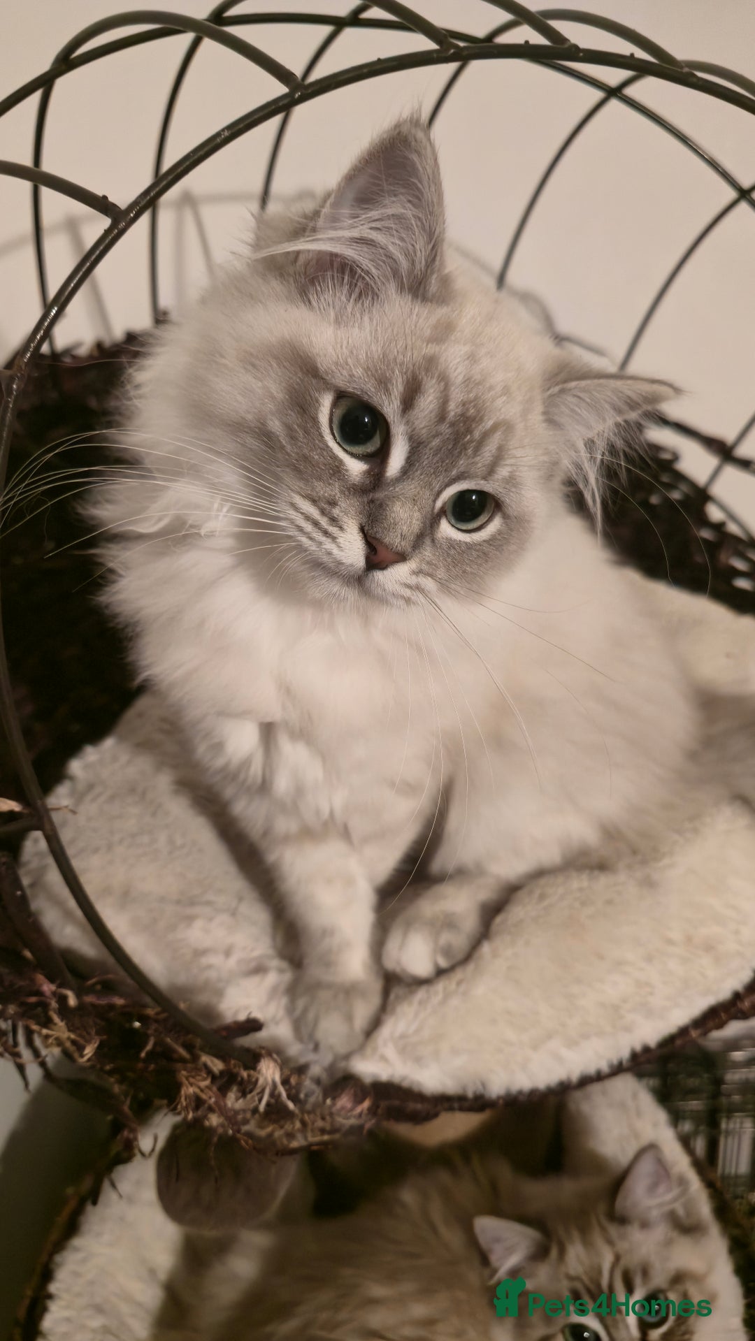 Ragdoll cats for sale: Adorable Ragdoll cross Scottish Straight - Advert 21