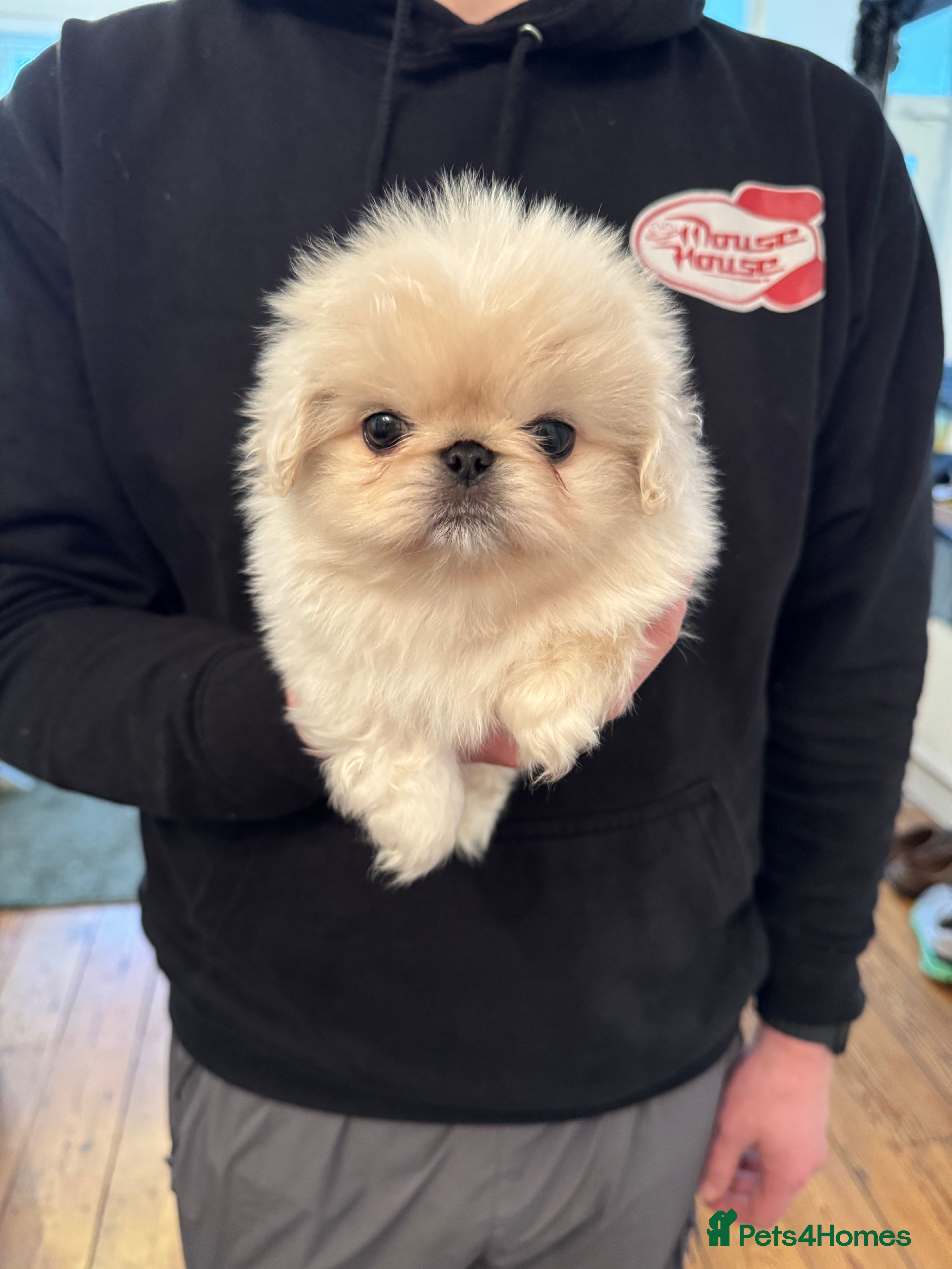 Pekingese dogs Pekingese puppys - Advert 6