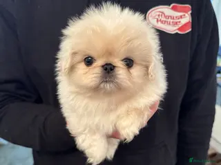 Pekingese dogs Pekingese puppys - Advert 6