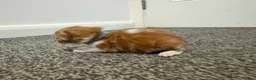 Domestic Shorthair cats for sale: 4 stunning ginger and white kittens  - Advert 12