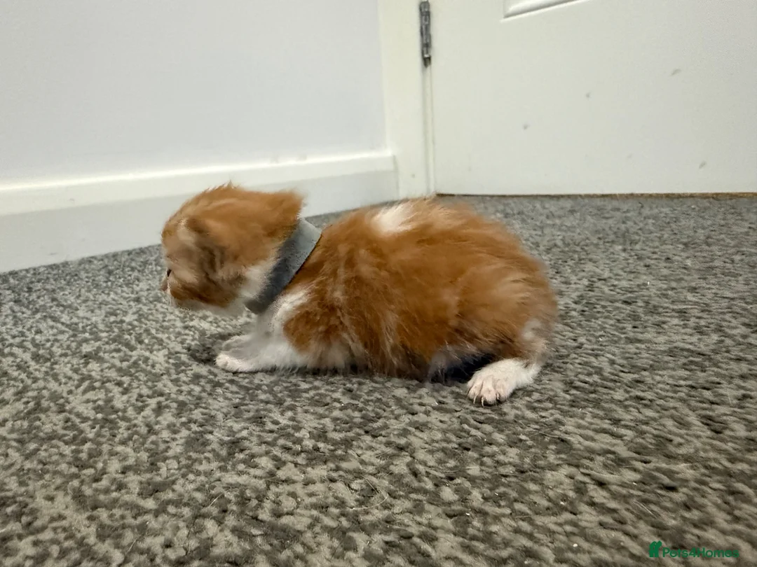 Domestic Shorthair cats for sale: 4 stunning ginger and white kittens  - Advert 12