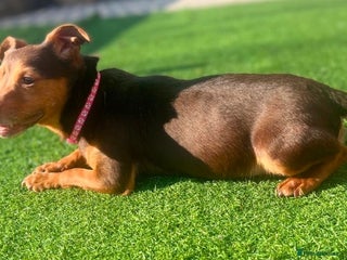 Jack Russell dogs Jack Russel bitch in Somerton - Advert 2