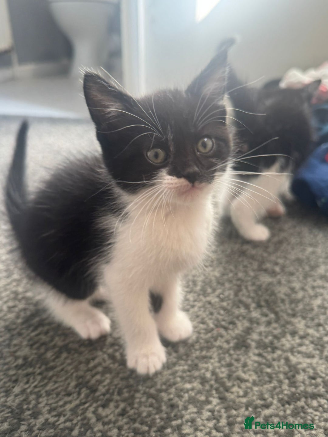 Mixed Breed cats for sale: WHITE and black beautiful kittens. READY NOW - Image 8