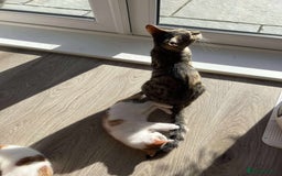 Mixed Breed cats for sale: Cute mixed Bengal kittens  - Image 6