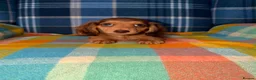 Miniature Dachshund dogs for sale: 🩷Stunning Long Haired Mini Dachshunds💙 - Advert 10