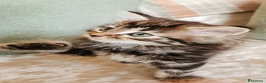 Classic Brown Tabby Girl