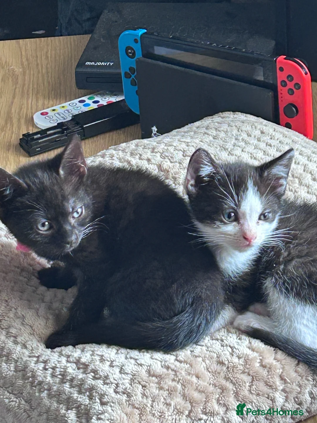 British Shorthair cats for sale: One male one female kittens  - Advert 5