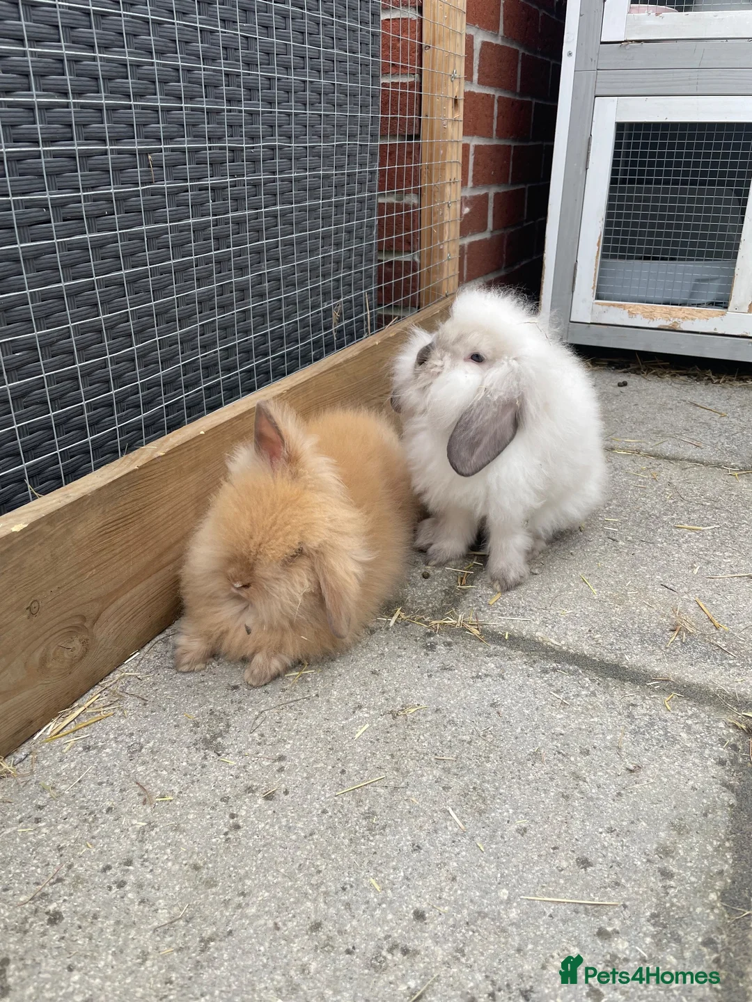 Lionhead rabbits for sale: Double maned lionhead babies ready for loving home - Advert 11