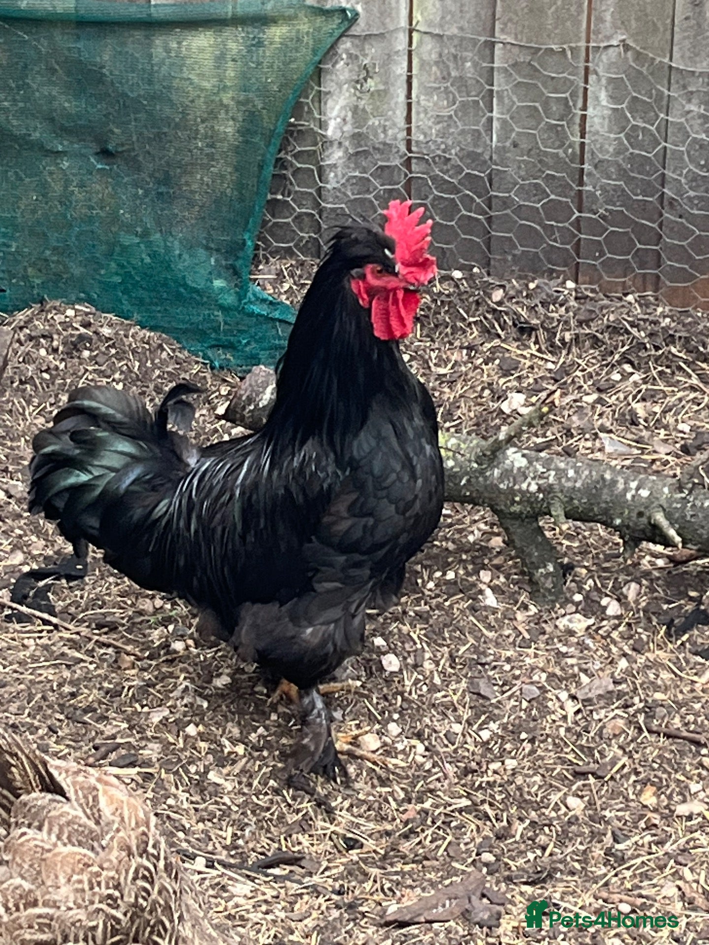 Chickens poultry Urgent rehome cockerel - Advert 10