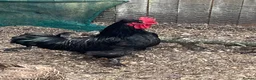 Chickens poultry for sale: Urgent rehome cockerel in Warminster - Advert 1