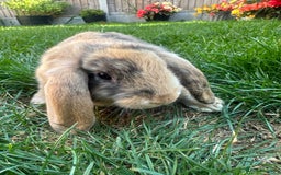 Mini Lop rabbits for sale: Mini Lop Rabbits For Sale  - Image 29
