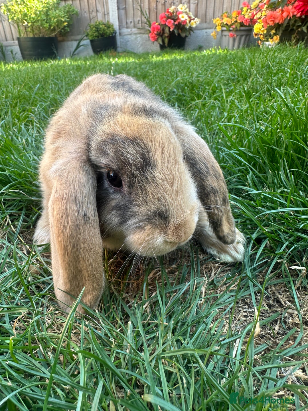 Mini Lop rabbits for sale: Mini Lop Rabbits For Sale  - Image 29
