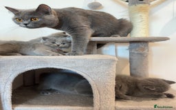 British Shorthair cats for sale: British Short Hair Kittens - Advert 6