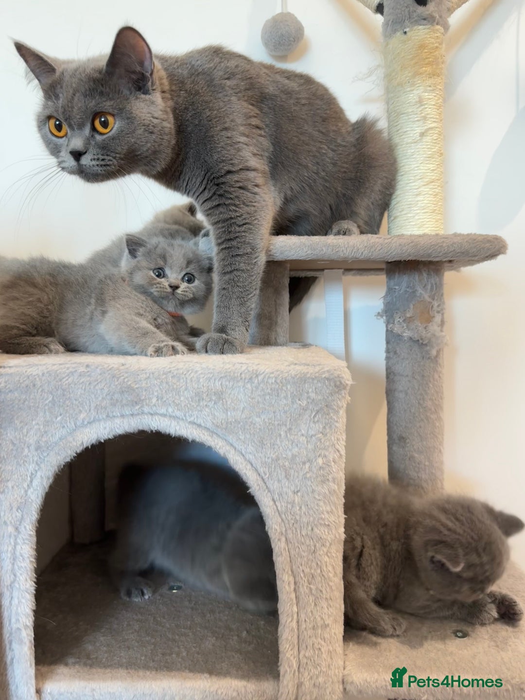 British Shorthair cats for sale: British Short Hair Kittens - Advert 6