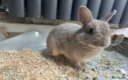 Netherland Dwarf rabbits for sale: Mixed Netherlands dwarf bunnies - Image 4