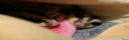 Sugar Glider rodents for sale: Female sugar gliders  in Camberley - Advert 2