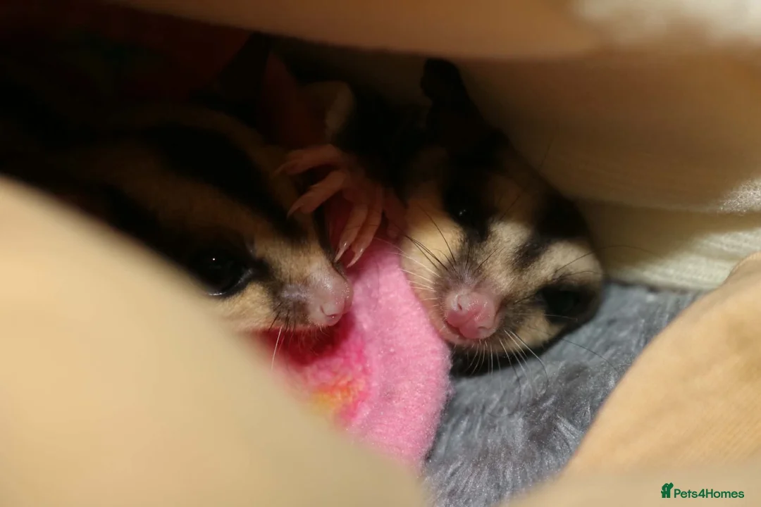 Sugar Glider rodents for sale: Female sugar gliders  in Camberley - Advert 2
