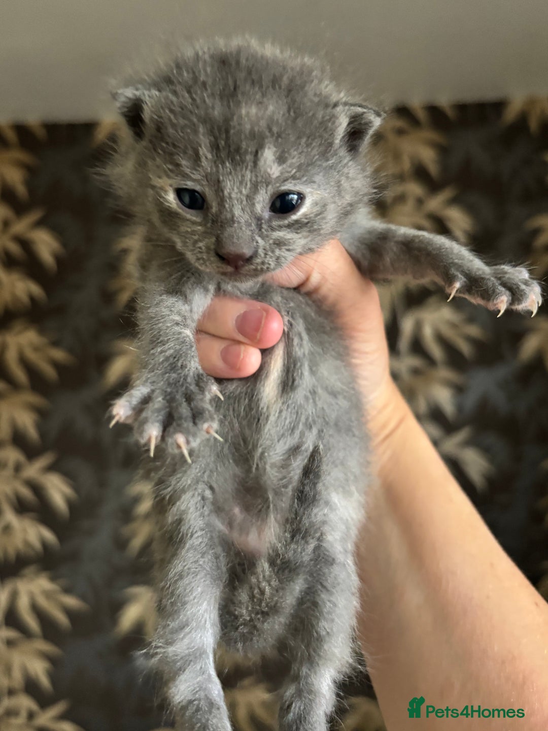 Mixed Breed cats for sale: Beautiful Kittens looking for new homes!❤️ - Image 9