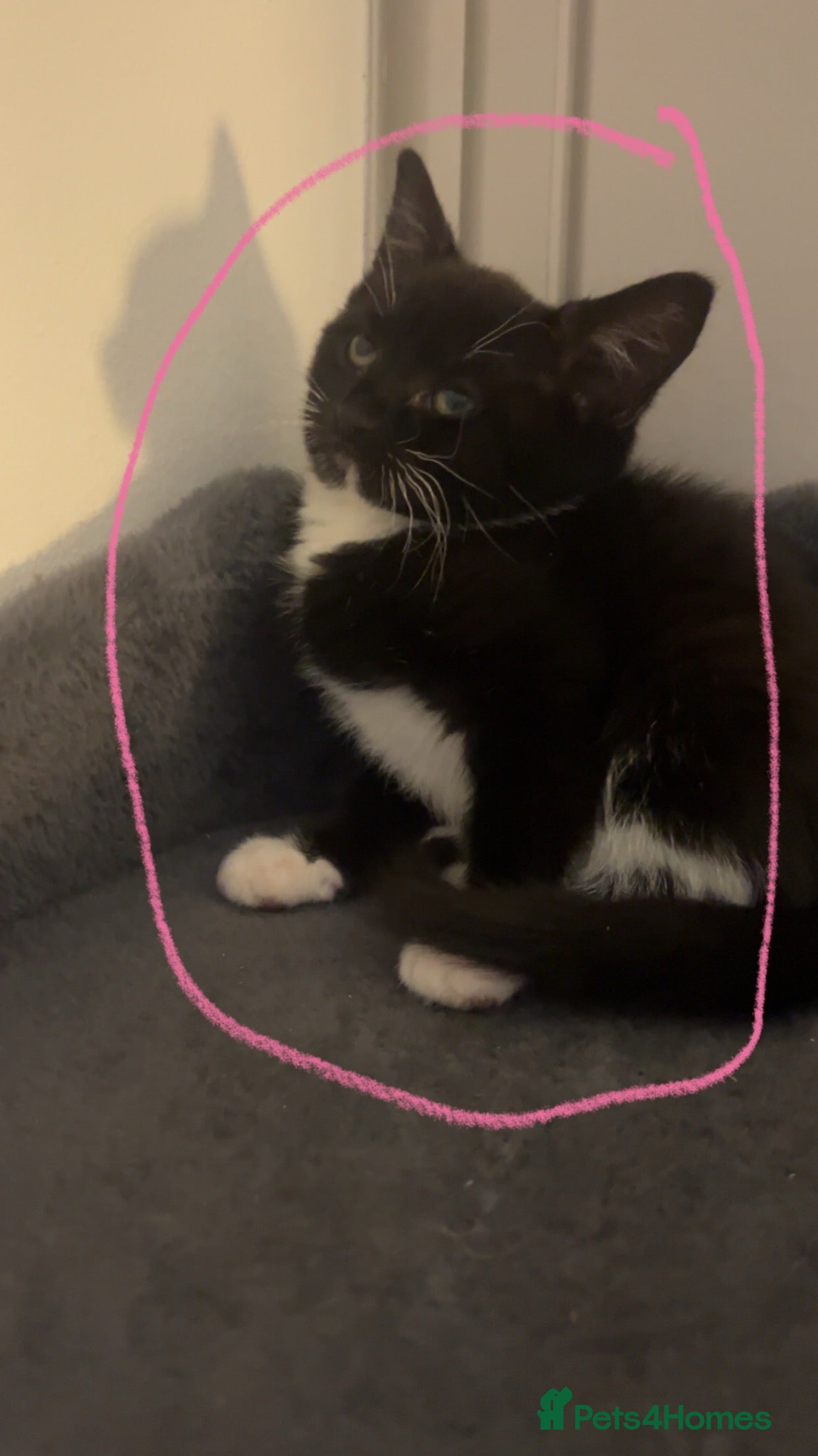 Mixed Breed cats 1 girl left beautiful kittens ready to leave  - Advert 11