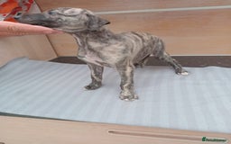 Whippet dogs for sale: *LAST MALE PUPPY* Beautiful KC Registered Puppies - Image 6