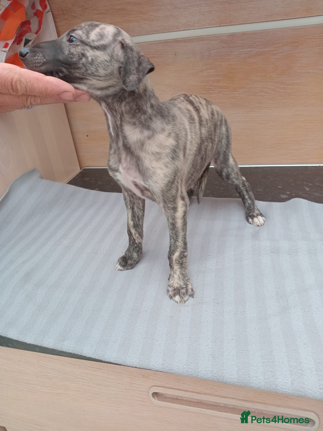 Whippet dogs for sale: *LAST MALE PUPPY* Beautiful KC Registered Puppies - Image 6