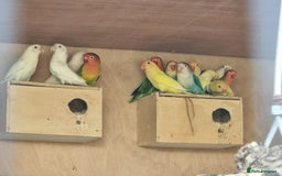 Lovebirds birds for sale: Mixed coloured love birds.  - Image 1