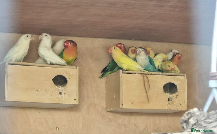 Lovebirds birds - Advert 1