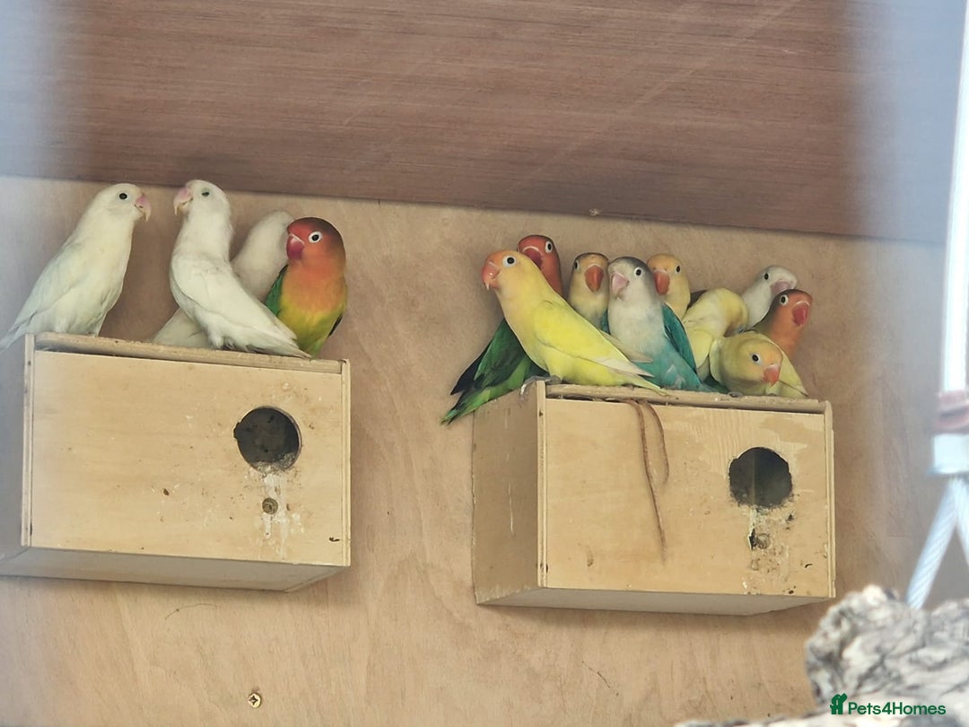 Lovebirds birds for sale: Mixed coloured love birds.  - Image 1