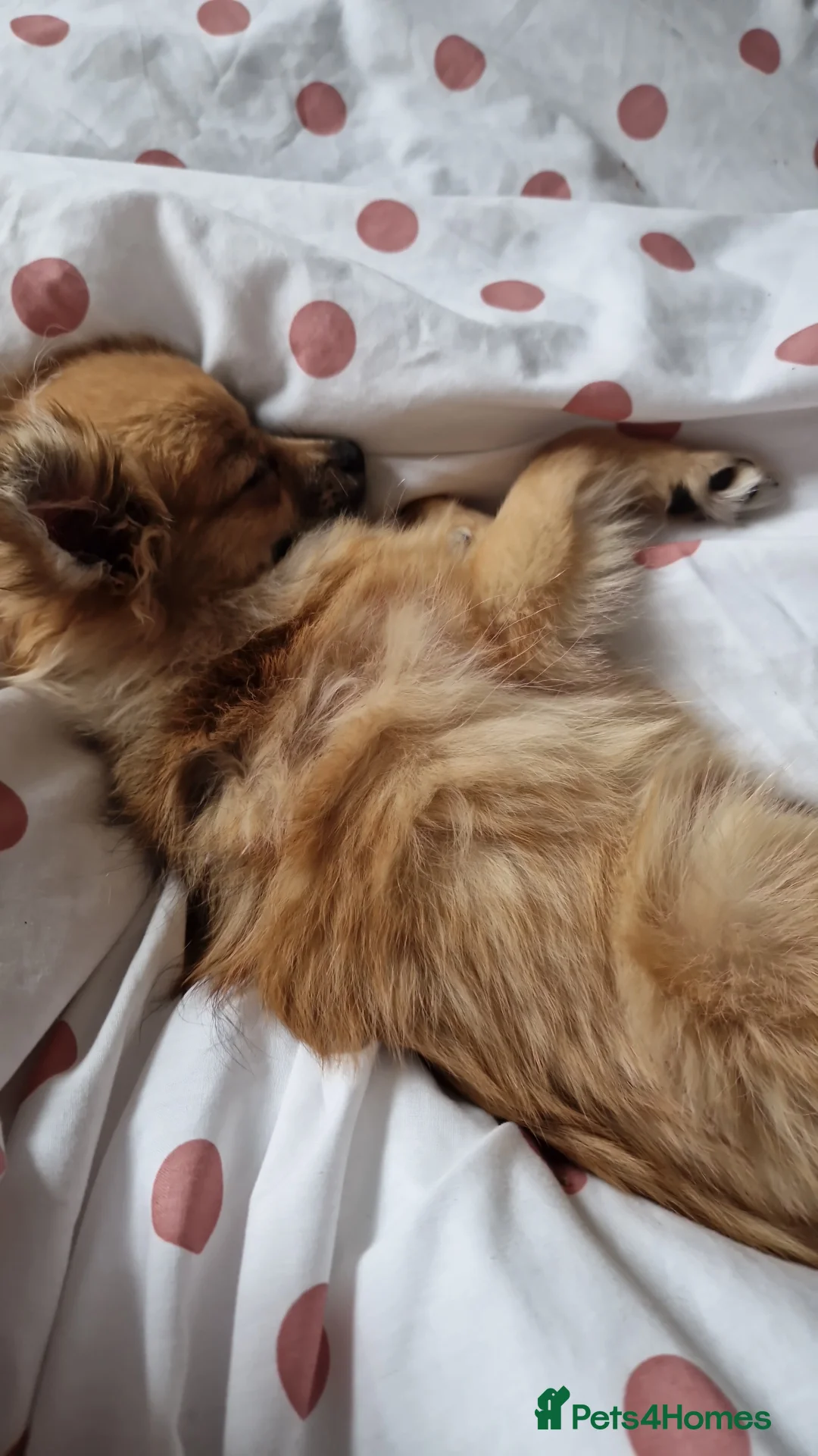 Pomchi dogs for sale: Handsome wee pomchi - Advert 7