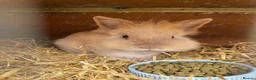 Lionhead rabbits for sale: 9x gorgeous fluffy lionhead bunnies  - Advert 19