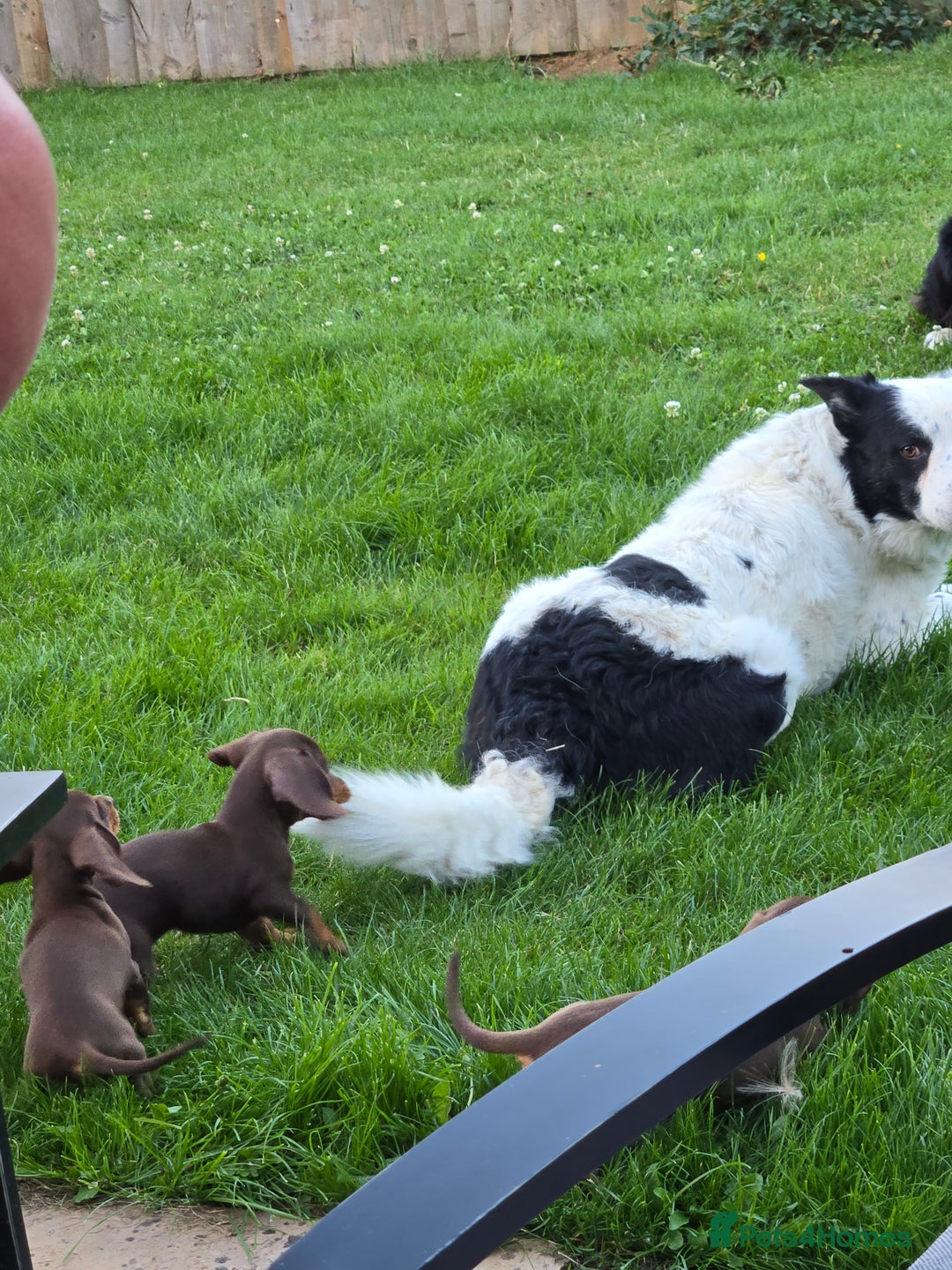 Miniature Dachshund dogs for sale: Minature dachsund puppies - Image 6