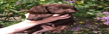 Labradoodle 3