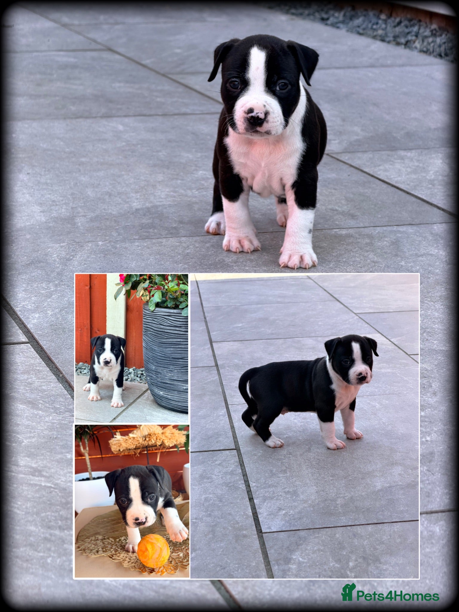 Staffordshire Bull Terrier dogs ONLY 4 LEFT❗️❗️❗️Staffordshire Bull Terrier 🐶 - Advert 1