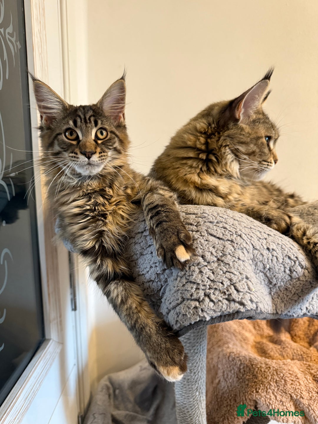 Maine Coon cats for sale: 🐾Only 1 Maine Coon Girl Still Available🐾 - Advert 7