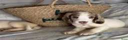 Cocker Spaniel dogs for sale: Merle cocker spaniel girl 11 weeks old  - Advert 9