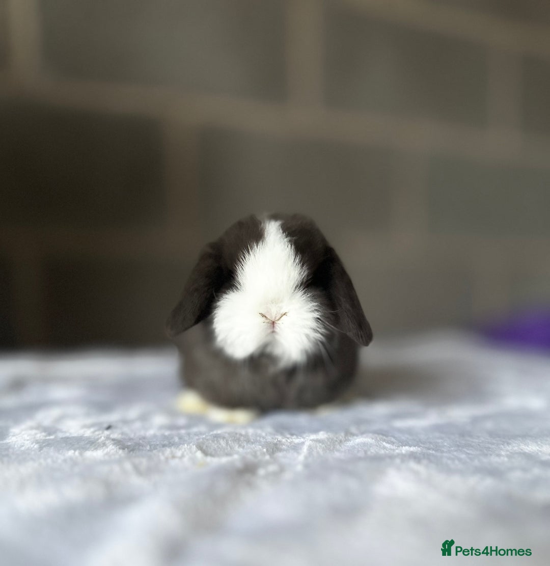 Mini Lop rabbits for sale: Mini Lops available to Reserve 🐰 - Advert 3