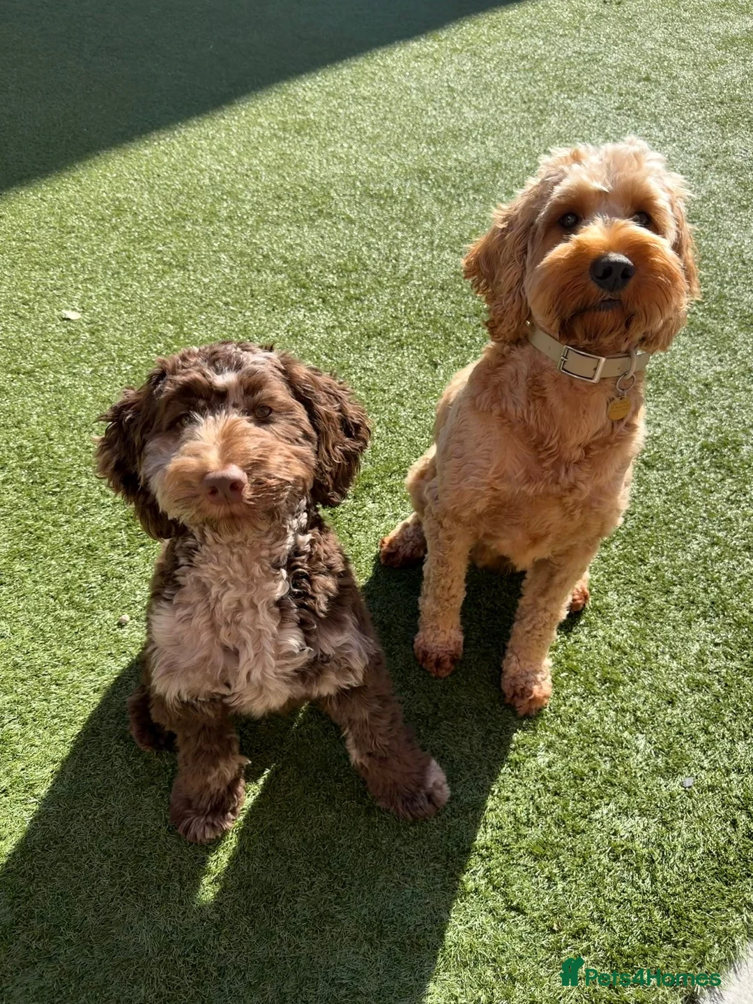 Cockapoo dogs for sale: Barney - Advert 4