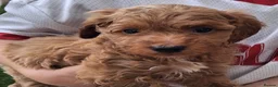 Cockapoo dogs for sale: ** BEAUTIFUL LITTER OF COCKAPOO PUPPIES ** - Advert 31