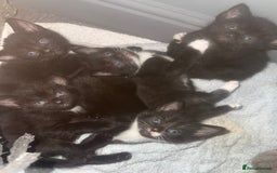 Bengal cats for sale: Cross Bengals  - Image 1