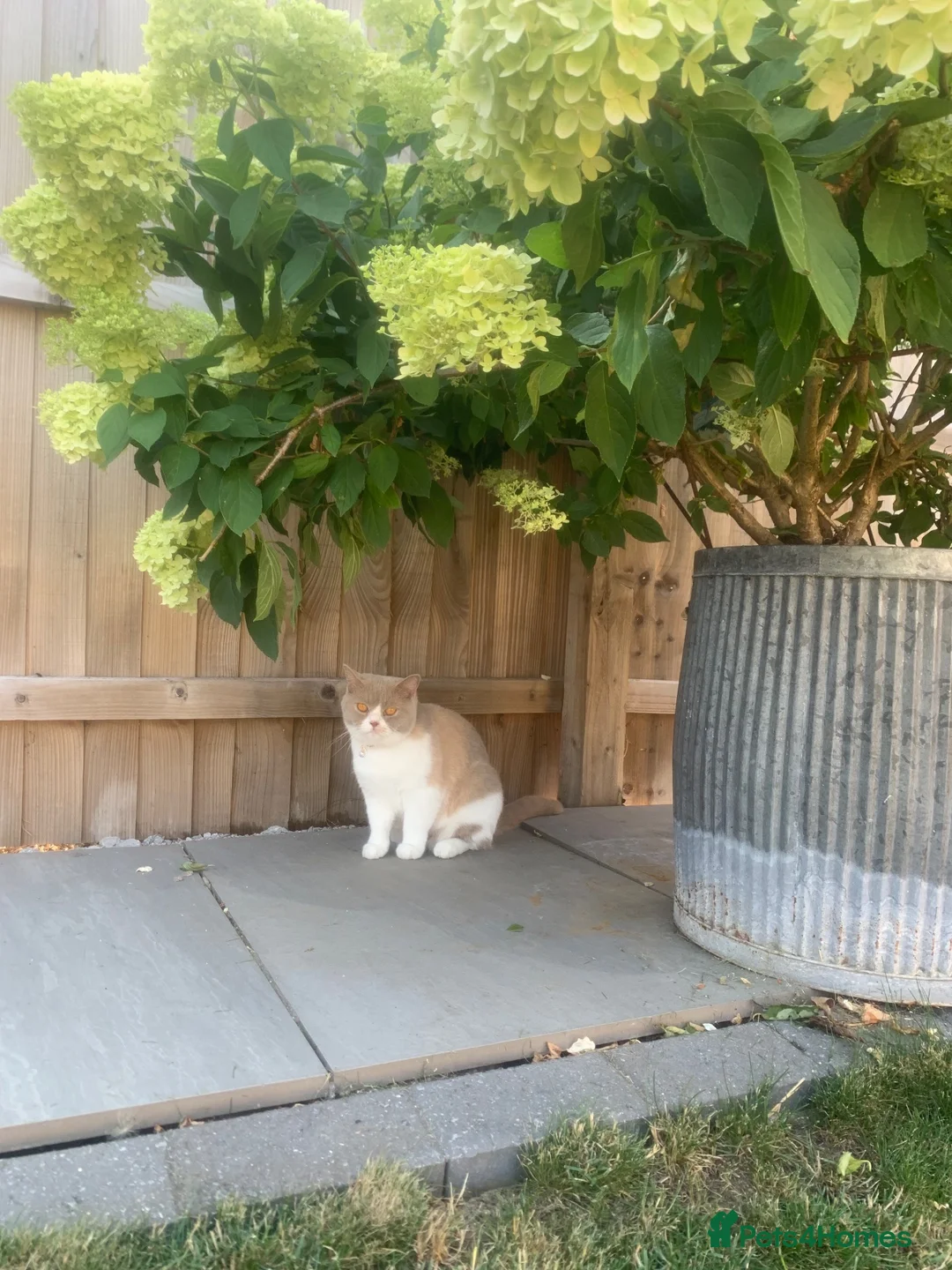 British Shorthair cats for sale: Loving BSH spade female  looking for Forever home  - Advert 2