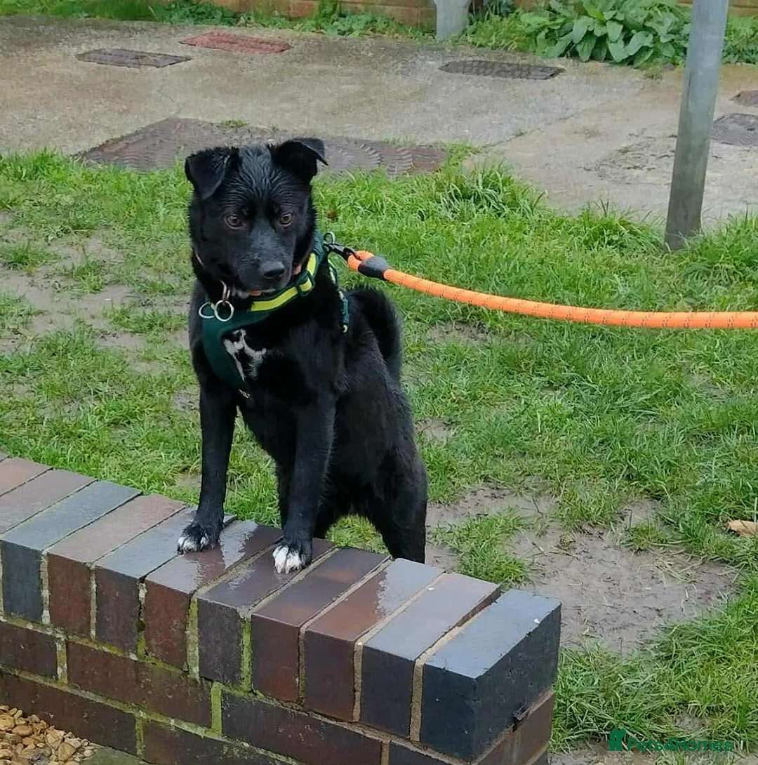 Mixed Breed dogs for adoption: Spirit for adoption in Bedford - Advert 10