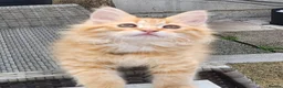 Maine Coon cats for sale: Maine Coons Ready Now!! 4 male 1 female  - Advert 10
